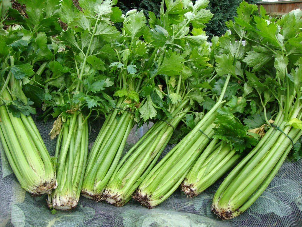 Como Incorporar Suco Detox na Rotina: Plano Semanal, Receitas Práticas e Dicas para Substituir Refeições