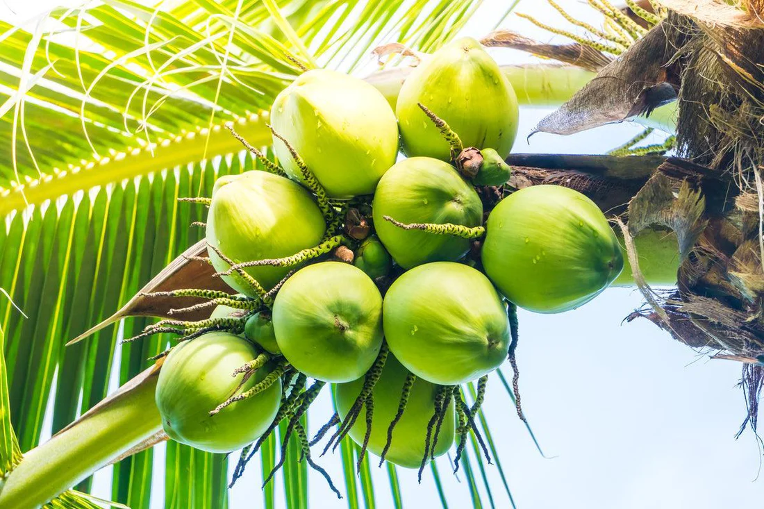 Benefícios comprovados do suco detox: como ajudam fígado, rins, metabolismo, pele e energia