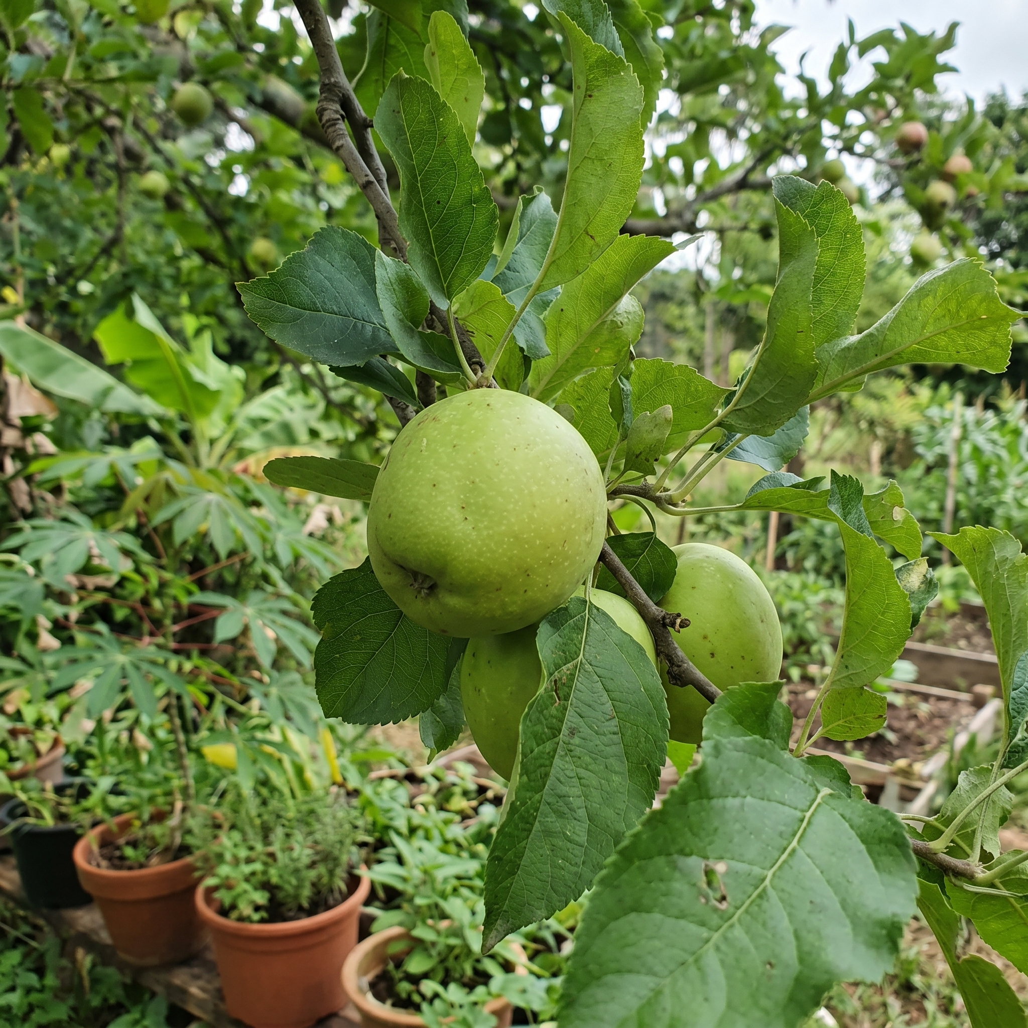 maçã verde