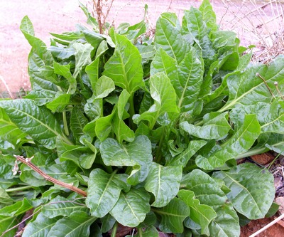 Suco Verde Diário: 10 Receitas Fáceis e Deliciosas para Energia, Imunidade e Emagrecimento