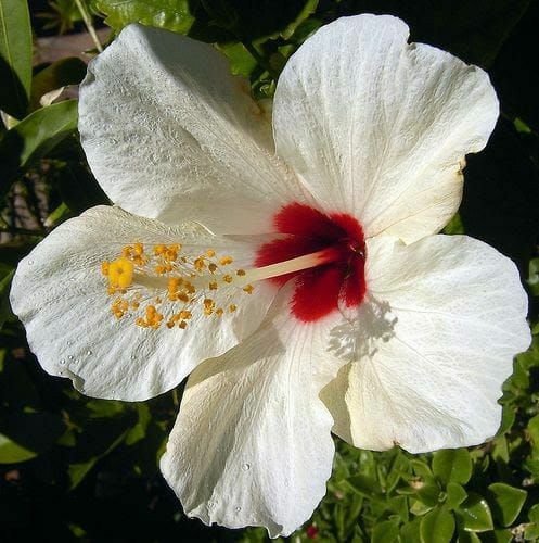 Adeus Inchaço! Conheça o Hibisco Branco, o Diurético Natural que Não Causa Agitação ou Queda de Pressão