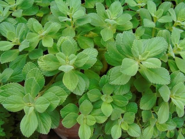 Adeus gordura nas costas: plantas para eliminar gordura das costas