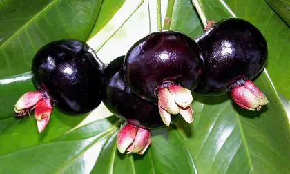 Casca de Jabuticaba Detox: Chá Antioxidante que Combate Inchaço e Melhora a Circulação Sanguínea