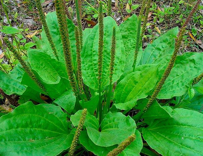 Chá Detox de Tanchagem e Dicas de Consumo