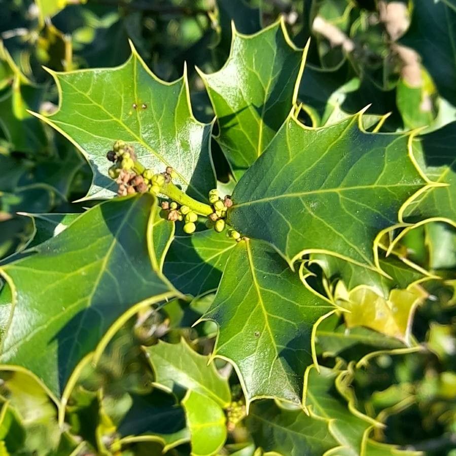 Chá de Espinheira-Santa: Seu Aliado Secreto para um Detox Eficaz e Emagrecimento