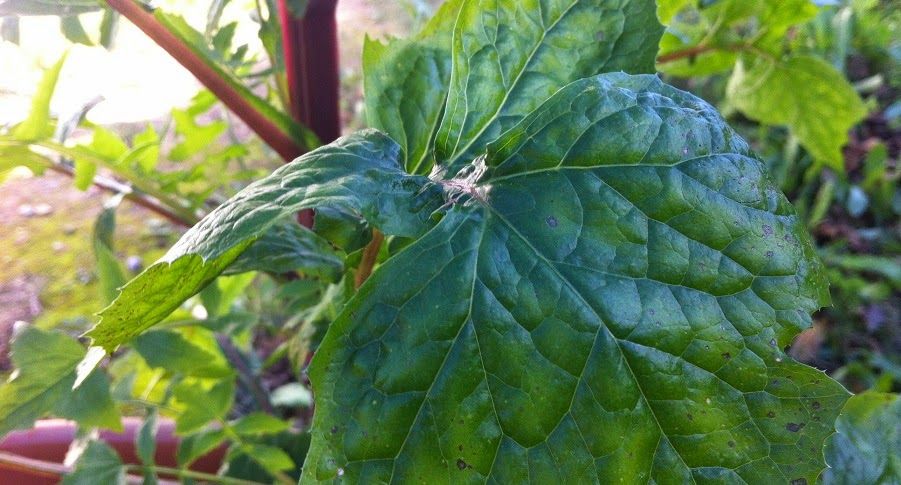 Estão Preparando Essa Planta Detox Errado Há Anos… Veja O Detalhe Que Muda Tudo