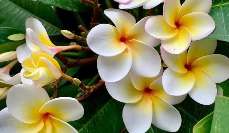 Flor de Jasmim: Aliada Natural Contra a Ansiedade Alimentar e Exageros Noturnos