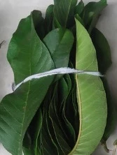 Folha de goiabeira: Planta Detox que regula o intestino e reduz a barriga inchada