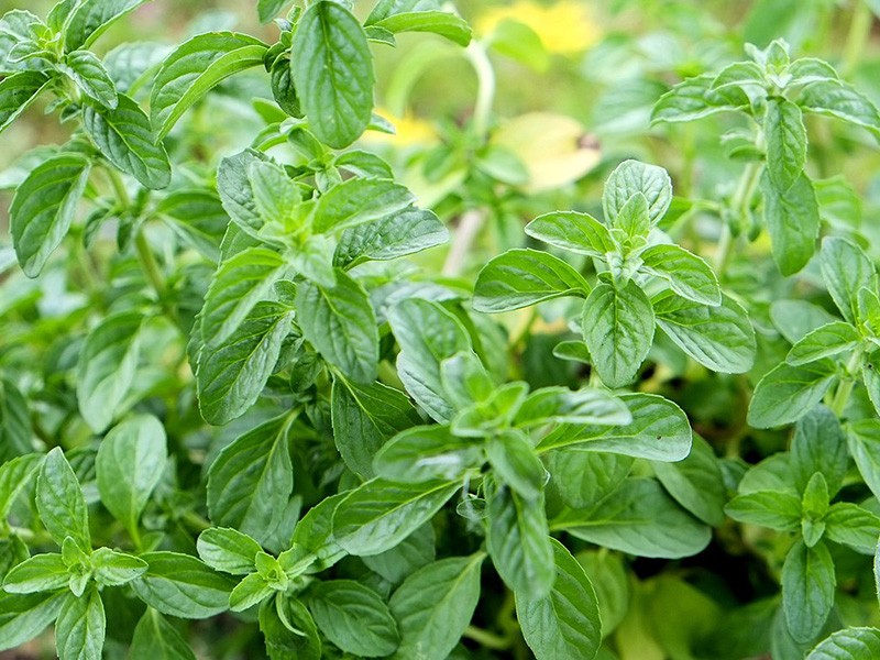 Guia Completo: Chá Detox de Poejo - Receita, Preparo e Cuidados Essenciais para um Consumo Seguro