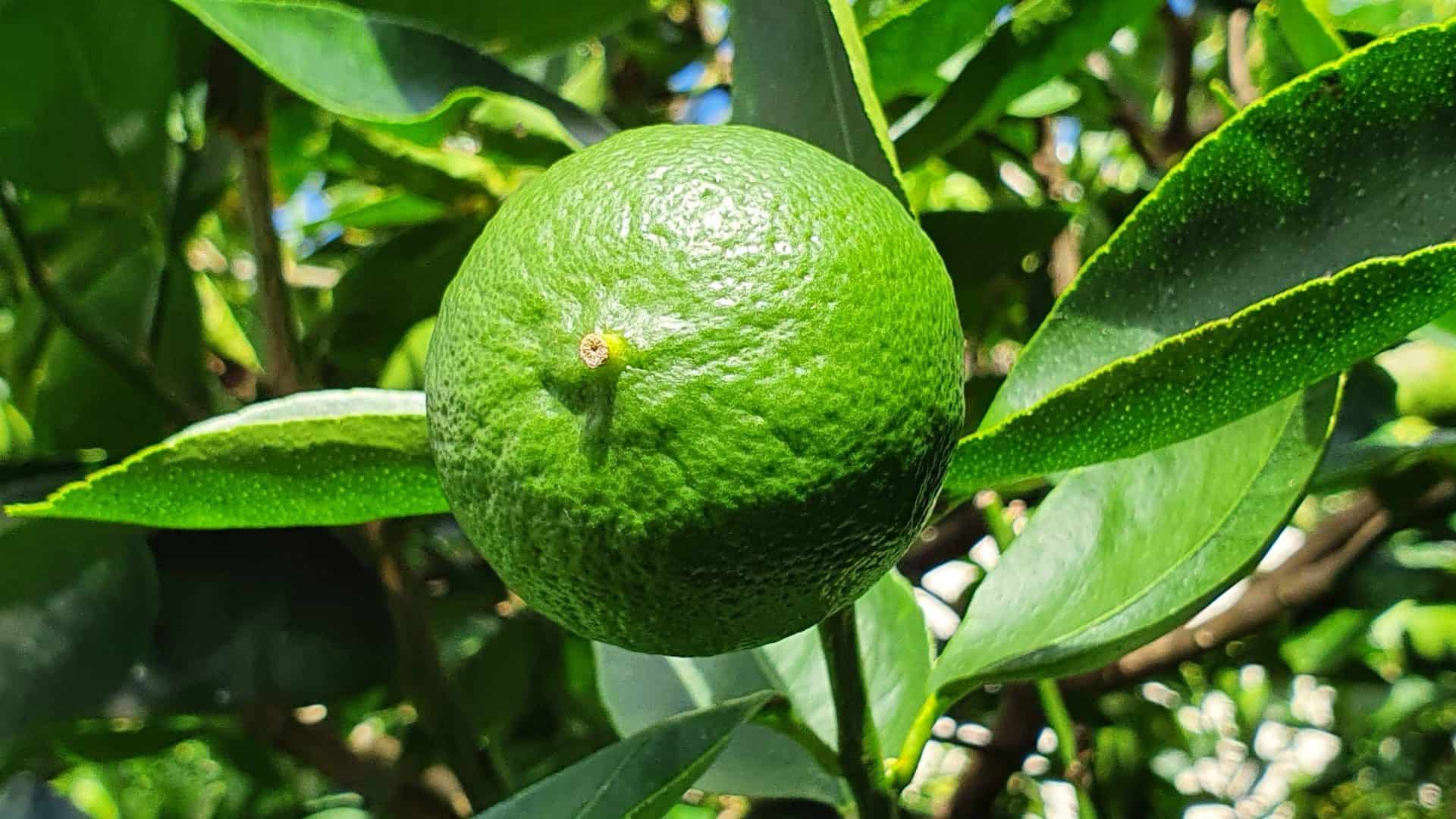 Mitos e Verdades do Suco Detox: o que funciona, o que é exagero e como consumir com segurança