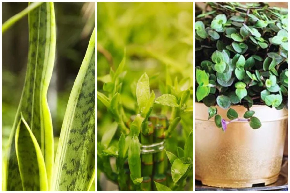 Planta Detox Pode Ajudar Ou Atrapalhar? Depende Desse Único Detalhe