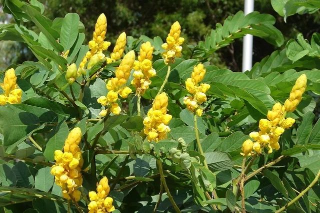 Planta detox para intestino: como chás de sene e erva-doce podem reduzir o inchaço abdominal
