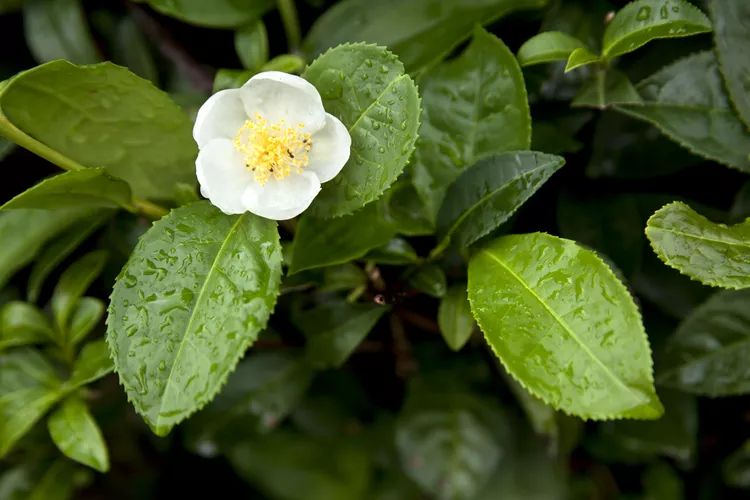 Plantas Detox para Emagrecer com Segurança. Como Usá-las para Apoiar a Queima de Gordura e Reduzir Inchaço