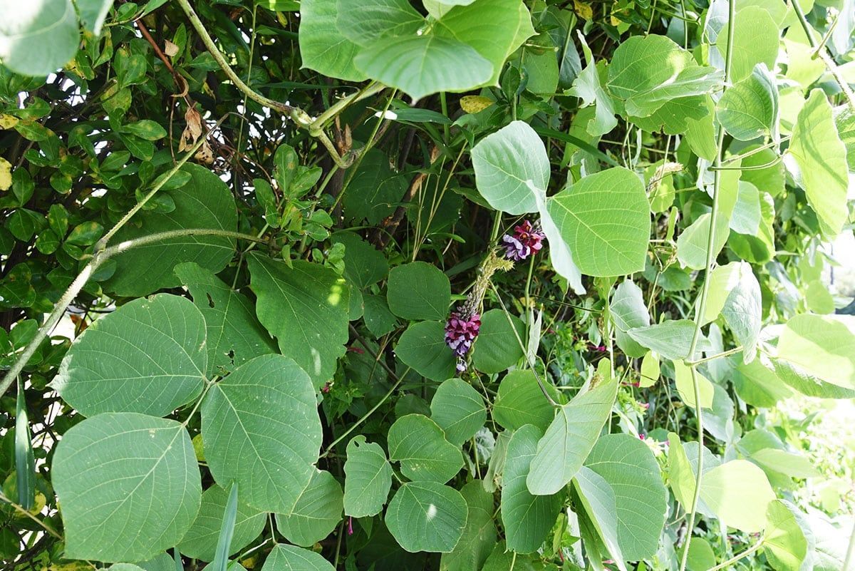 Raiz de Kudzu: O Segredo Asiático para Controlar Impulsos, Fome Emocional e Queimar Gordura Abdominal!