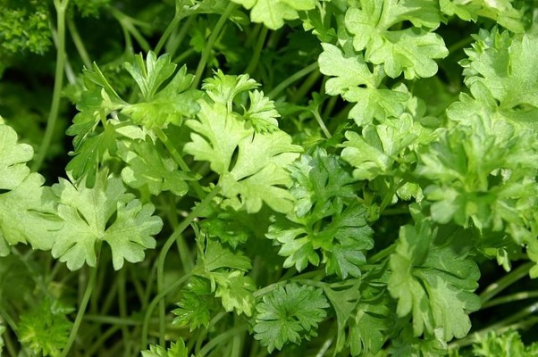 Chá Detox: Guia Definitivo — Mitos, Verdades, Receitas Seguras e Quando Evitar