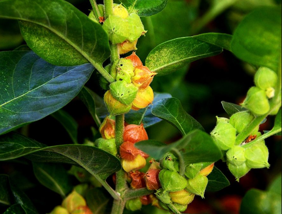 Raízes Naturais: O Segredo Ancestral para Acelerar o Metabolismo e Vencer a Ansiedade!
