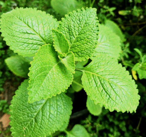 Plantas Diuréticas, Termogênicas e Digestivas: Como Usá-las para Reduzir a Pochete e a Gordura das Costas