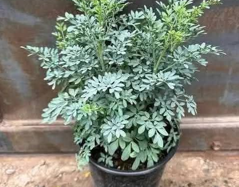 Plantas Calmantes Que Ajudam no Emagrecimento Natural