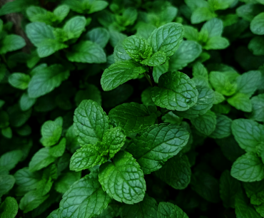Emagreça Saudável com Chá de Hortelã: Receita Simples, Dicas de Cultivo e Benefícios
