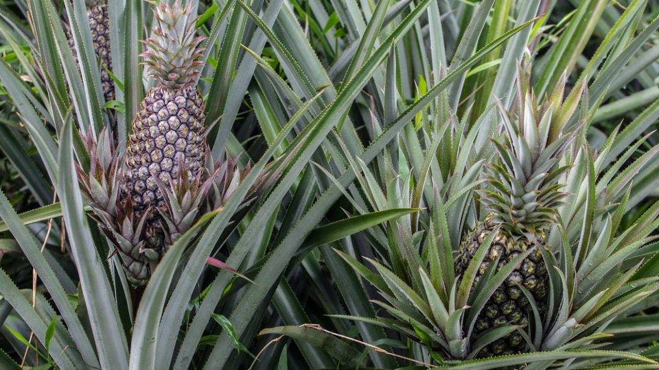 5 Receitas de Suco Detox com Abacaxi para Desinchar e Refrescar: fáceis, rápidas e perfeitas para o verão