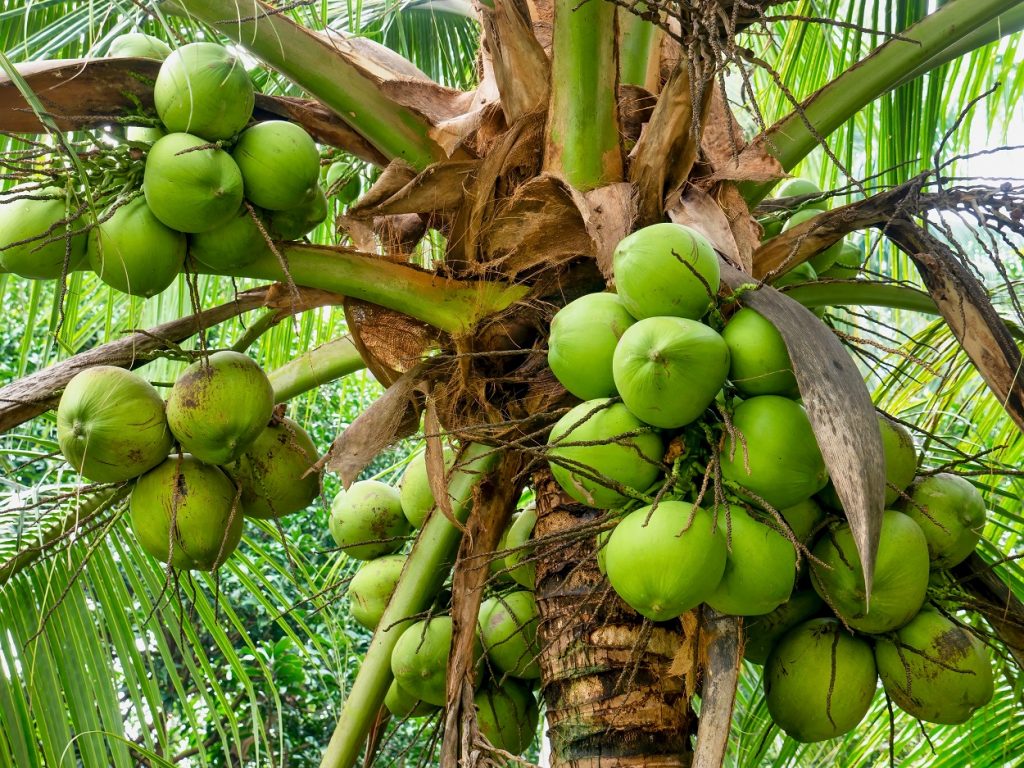 Ingredientes suco detox: Guia completo dos 12 ingredientes essenciais, benefícios, combinações e como usar