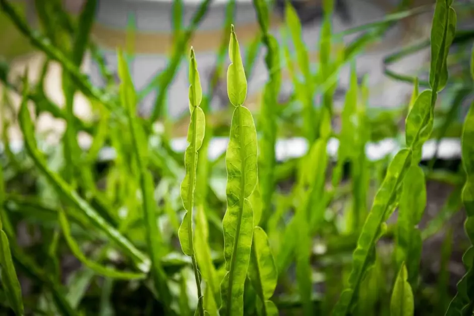 Carqueja como usar: guia completo da planta detox — receitas, preparo, dosagem e cuidados
