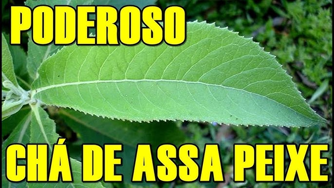 Assa‑peixe: como preparar o chá detox caseiro com folhas frescas — receita tradicional, dicas de consumo e cuidados