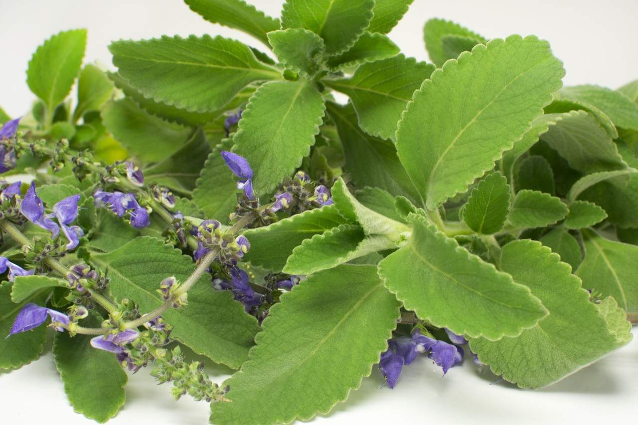 Boldo-do-Chile após as refeições: infusão tradicional e práticas detox simples para o dia a dia