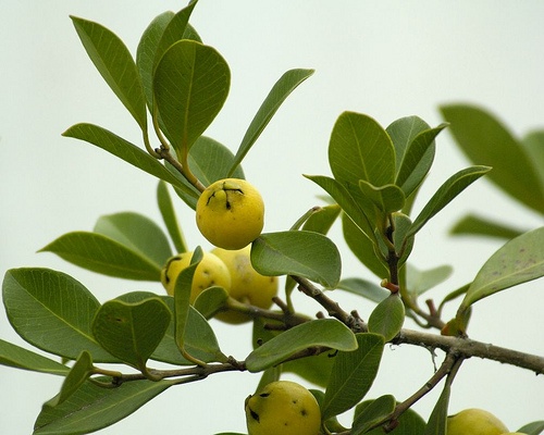 Chá Detox de Mangaba: como preparar a infusão de folhas da mangabeira para um ritual caseiro de bem-estar