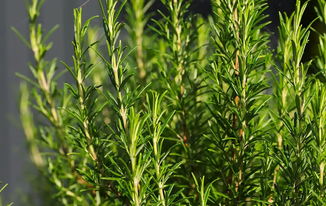 Chá de Alecrim Detox: Aroma Intenso, Energia Natural e Como Preparar para Potencializar Seu Ritual Saudável