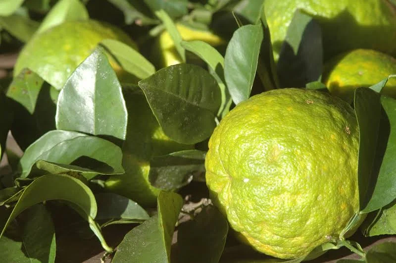 Chá detox de casca de laranja-da-terra: receita aromática, fácil e natural para perfumar a casa e apoiar seu bem‑estar