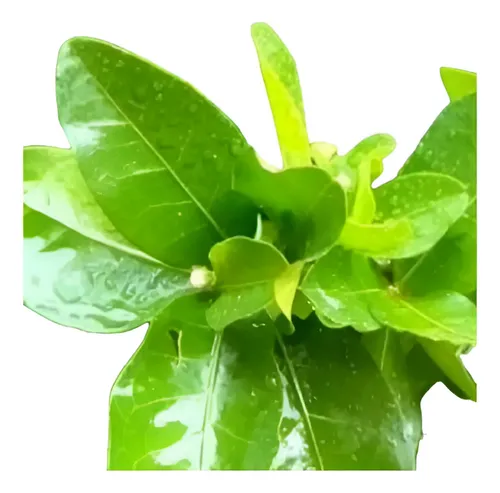 Chá de Folha de Acerola para desintoxicação: