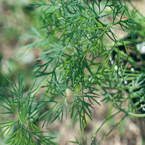 Endro (Dill) para Detox: Chá leve de endro, benefícios tradicionais e como usar na rotina para desinchar e melhorar a digestão