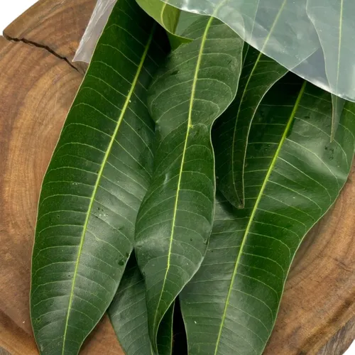 Infusão de folha de mangueira: receita detox tradicional, preparo fácil e cuidados essenciais