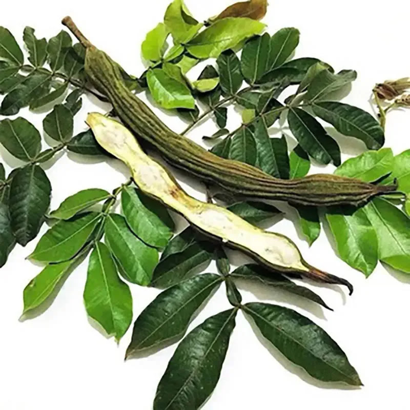Infusão de folhas de ingá: receita detox tradicional, preparo rápido e como incluir na rotina para bem-estar