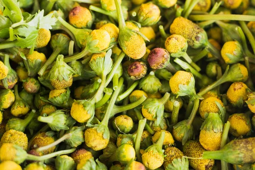 Jambú infusão leve com folhas frescas para incluir na rotina detox receita, efeitos sensoriais e precauções