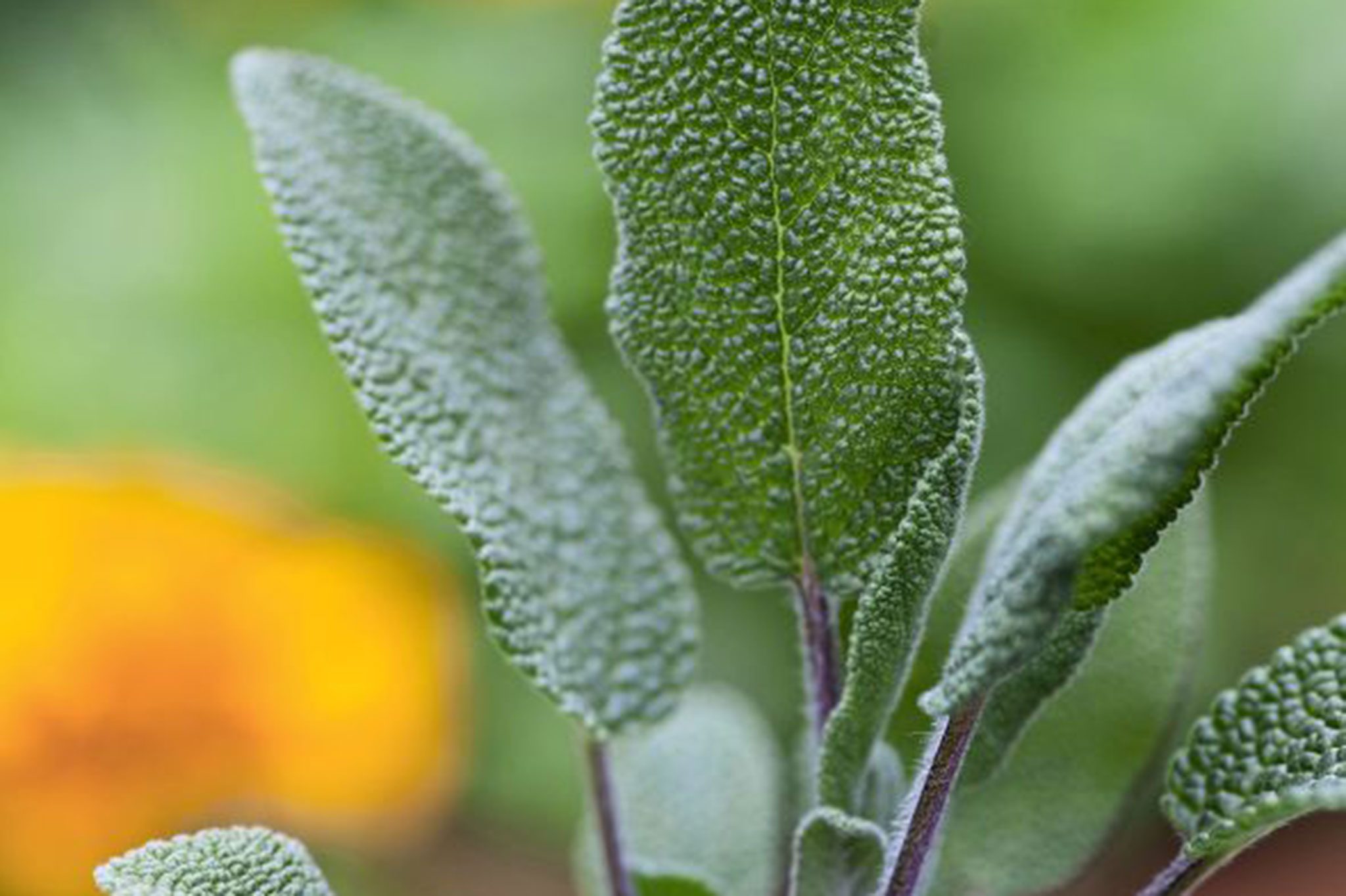 Sálvia: Receita prática de infusão detox de sabor marcante — como preparar, benefícios e cuidados