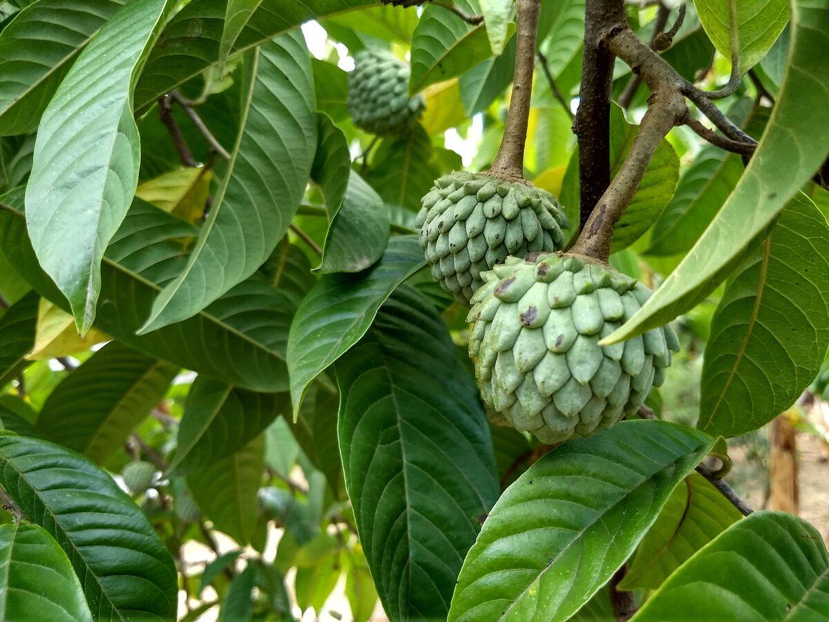 Chá de folha de ata (fruta-do-conde) do quintal: receita detox caseira, preparo passo a passo e cuidados