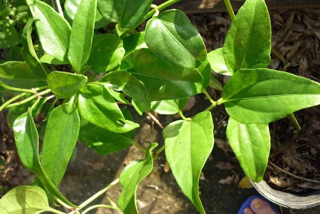 Guaco no quintal e na rotina: guia prático do uso popular do guaco, receita de xarope caseiro e cuidados (Planta Detox)