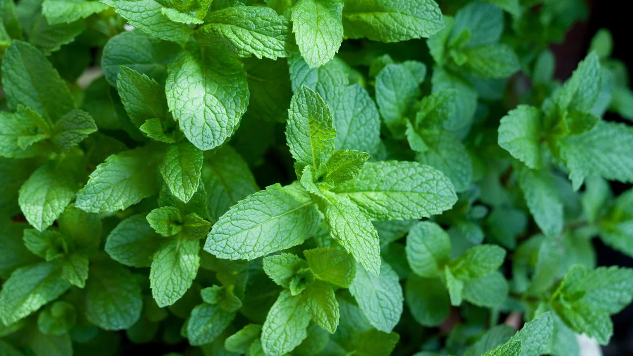 Hortelã no café da manhã: como 4 folhas podem transformar seu despertar — receita, benefícios e dicas de Planta Detox
