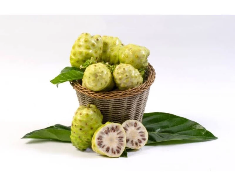 Chá de folha de noni: receita detox tradicional, benefícios potenciais e cuidados essenciais