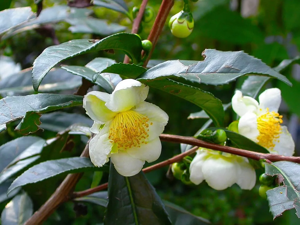 cha-de-camelia-caseiro