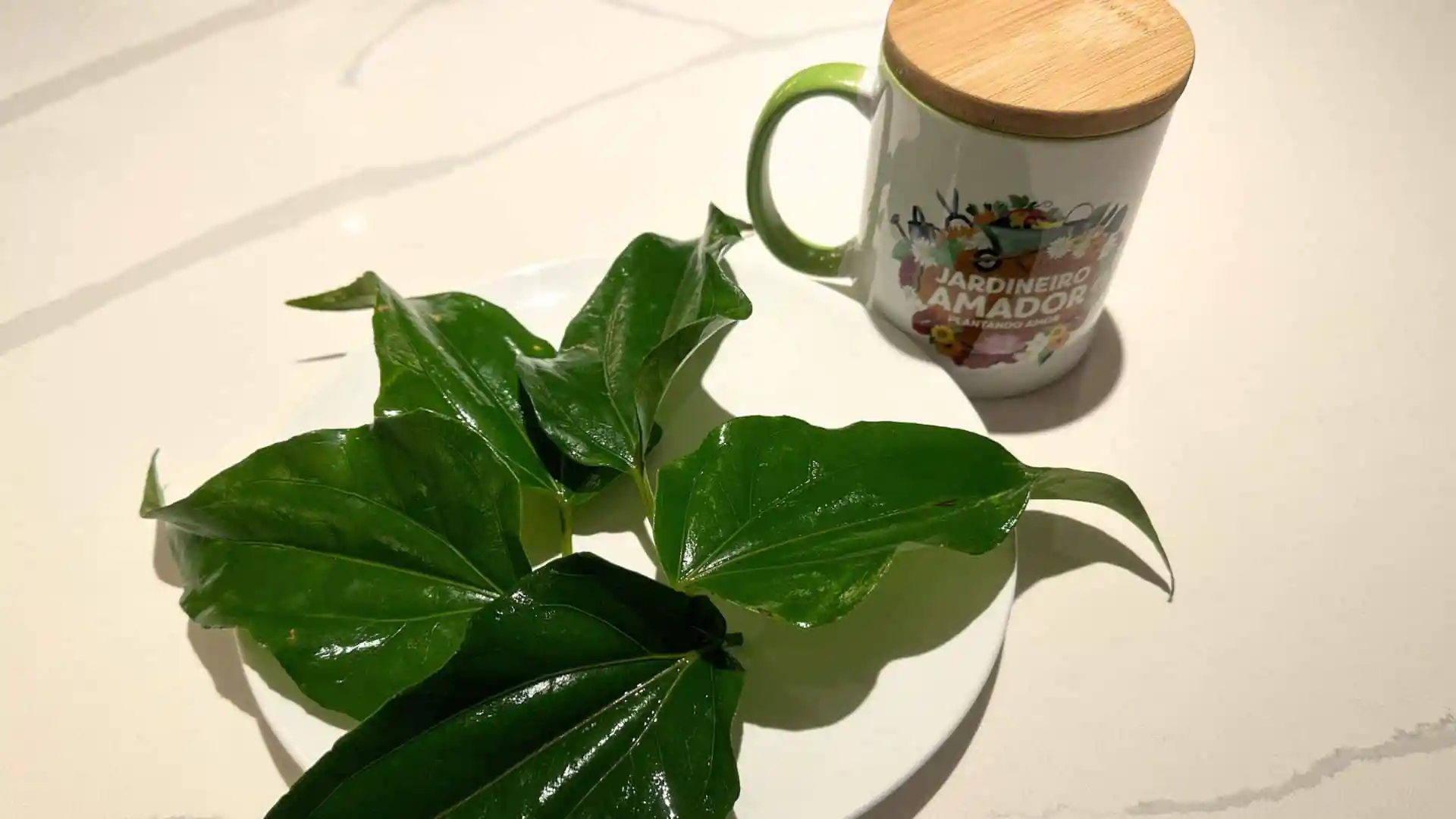 cha-de-guaco-caseiro-receita-segura