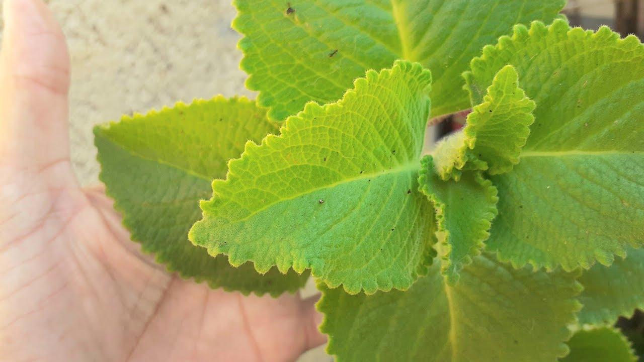 cha-hortela-pimenta-caseiro-beneficios-digestivos
