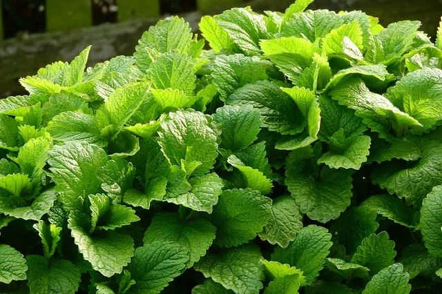 cha-melissa-limao-aromatico-bem-estar