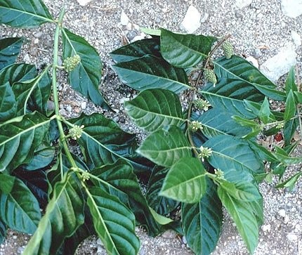 Como Preparar e Usar o Chá de Folha de Noni para Detox: Guia Completo com Precauções