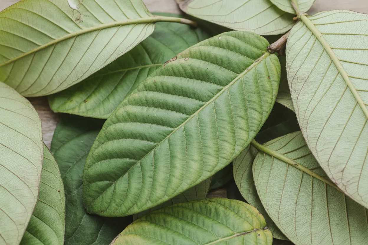 cha-folha-goiaba-desintoxicacao-intestinal