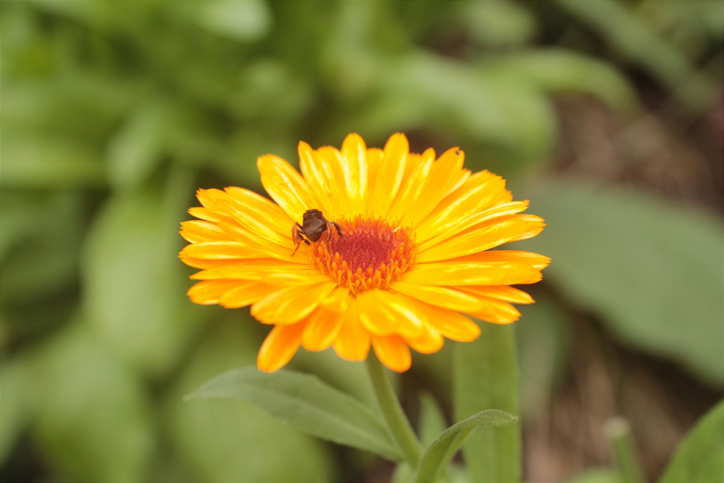 cha-calendula-receita-beneficios-detox