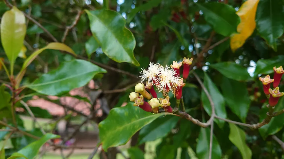 cha-cravo-indiano-beneficios-receita