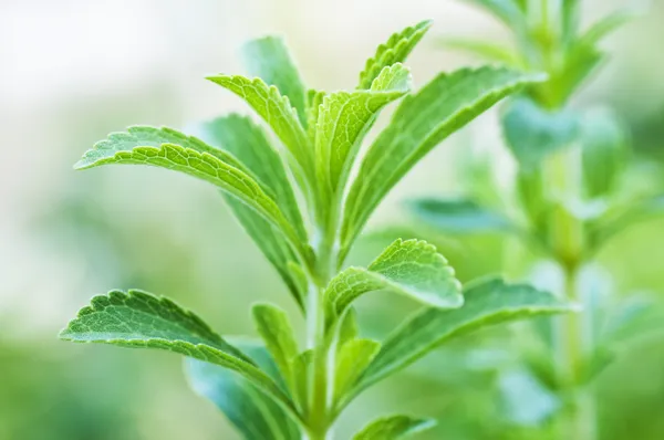 Chá com Stevia